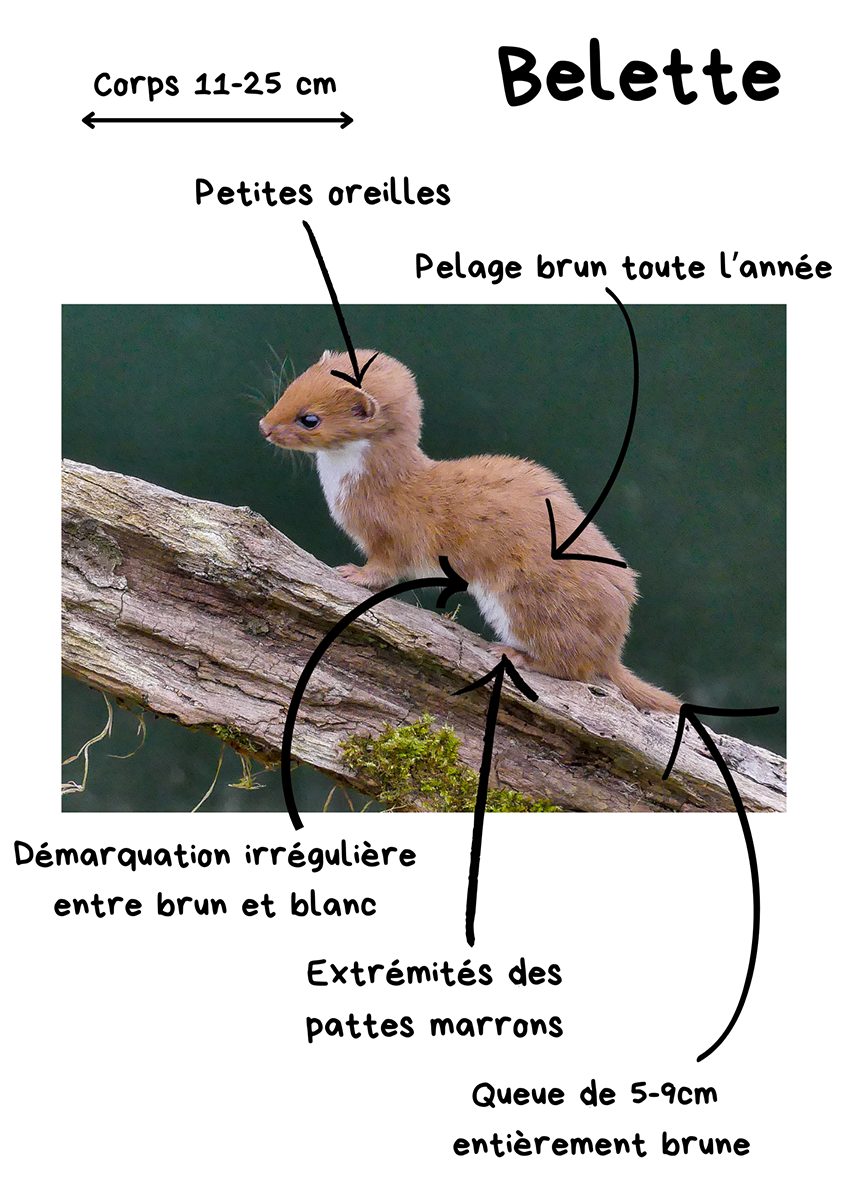 belette
