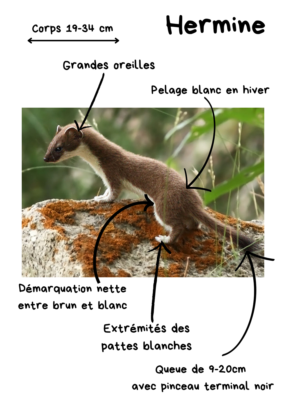 hermine