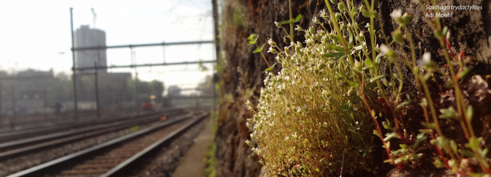 Saxifraga tridactylites