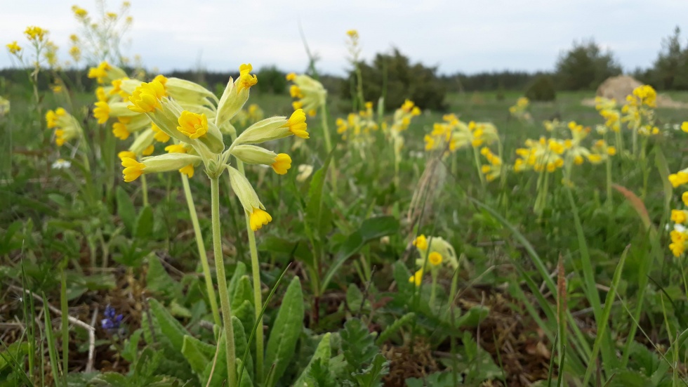 Die Echte Schlüsselblume (Primula veris)