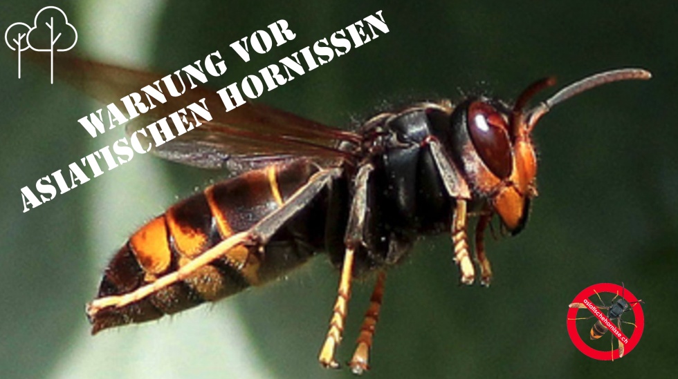 Spüren Sie die asiatische Hornisse auf, handeln Sie mit uns!