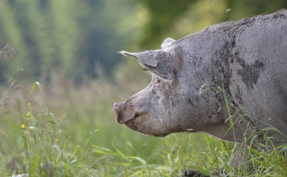 «SchweinErleben» – Découvre comment vivent les porcs !
