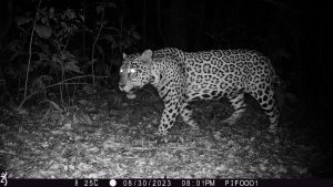 WildLIVE! - Entdecke wilde Tiere von zu Hause aus