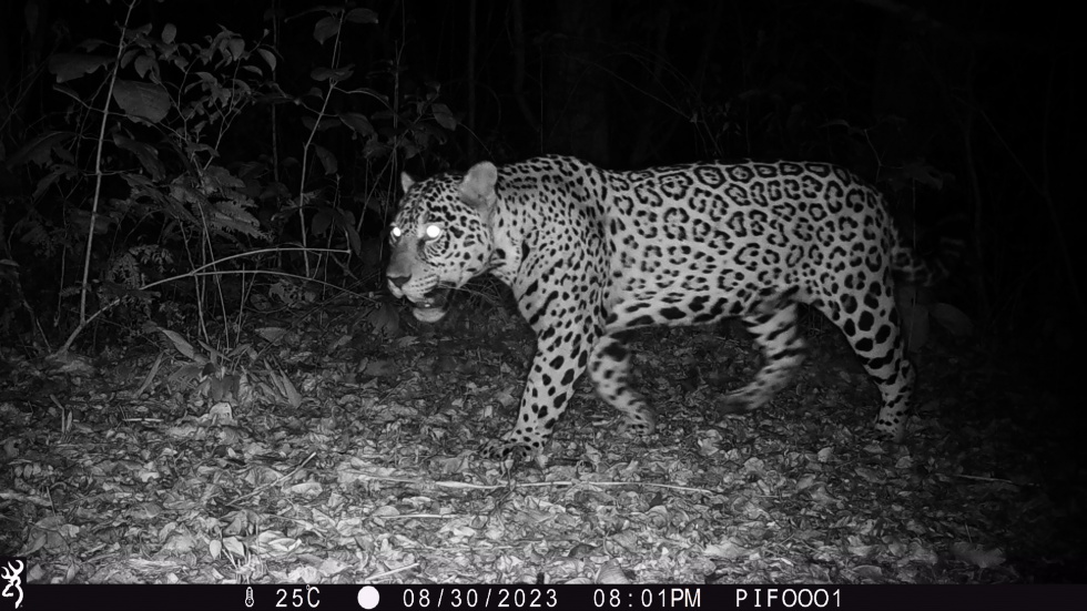 WildLIVE! - Entdecke wilde Tiere von zu Hause aus