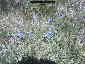 Alpine Bug Shot