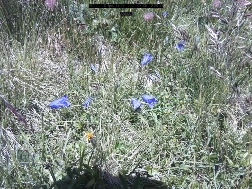Alpine Bug Shot