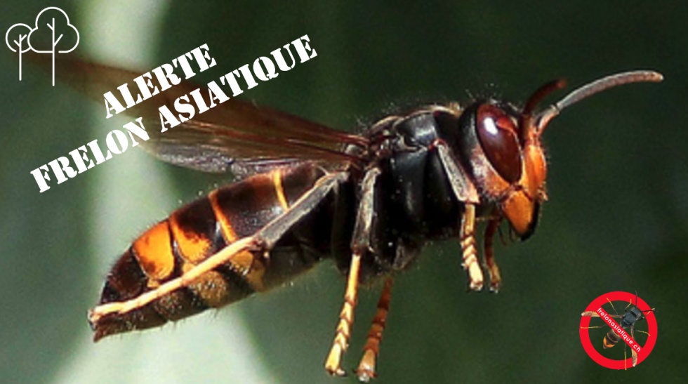 Détecter le frelon asiatique, agissez avec nous !