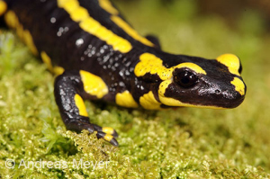 Feuersalamander-Monitoring