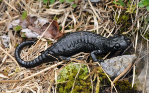 Alpensalamander
