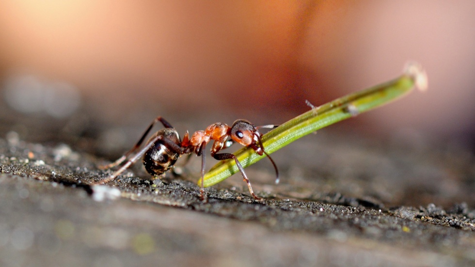 Ameisengotte/-götti bei Ameisenschutz beider Basel