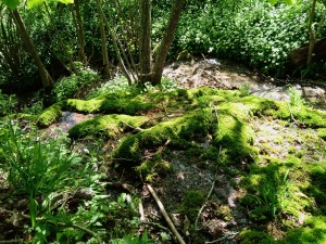 Quell-Lebensräume im Berner Oberland aufspüren und bewerten