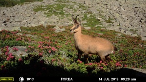 Wild Mont Blanc