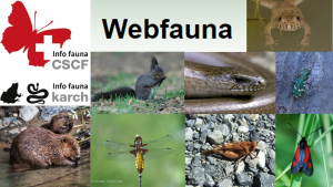 Webfauna