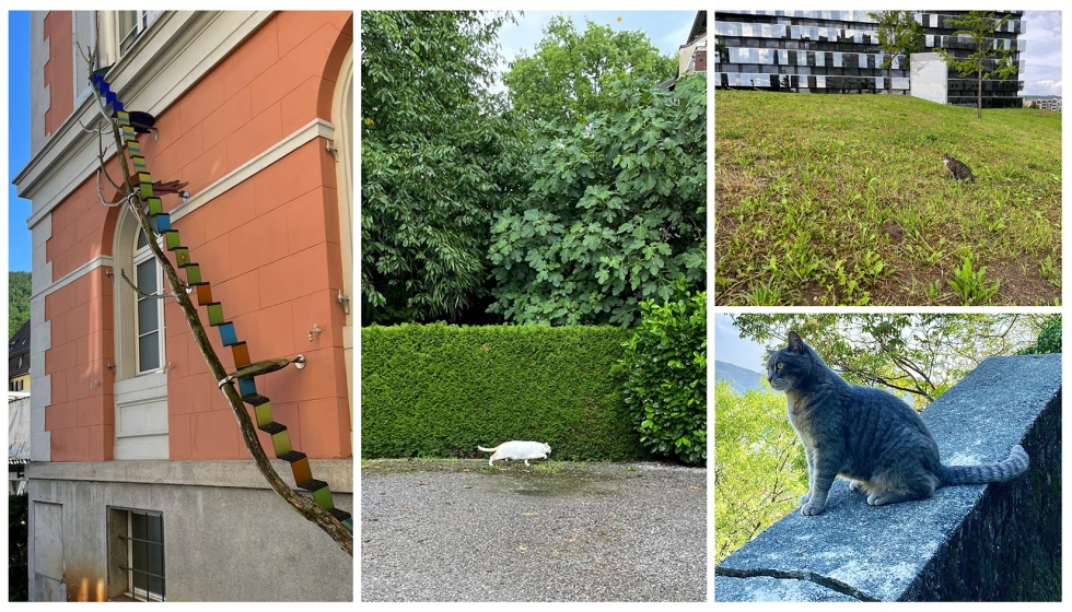 ZüriCats