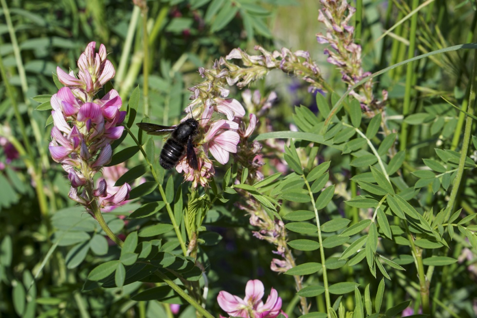 Weibliche Schwarze Mörtelbiene auf Esparsette