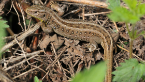 Weibchen der Zauneidechse